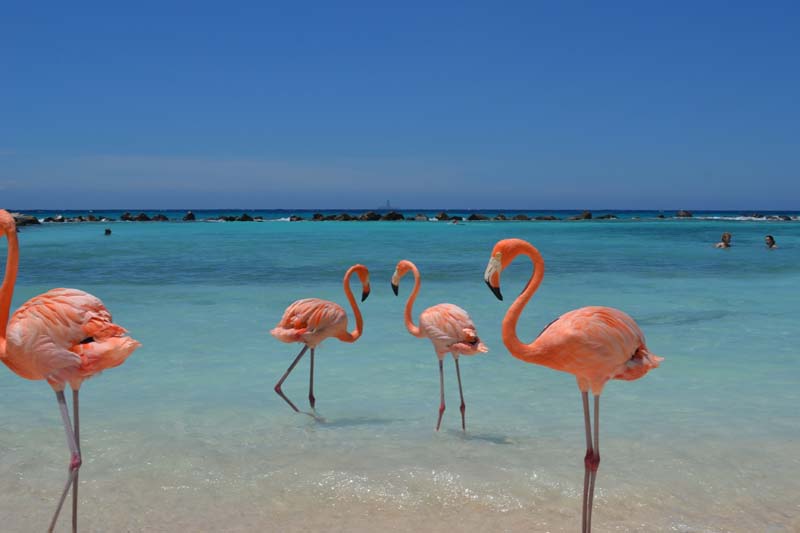 yacht charter Leeward islands